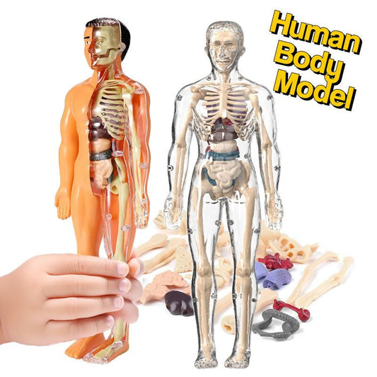 Model anatomiczny ciała człowieka dla dzieci