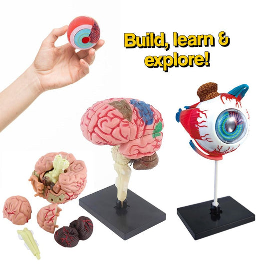 Model anatomiczny 4D do składania – mózg lub oko